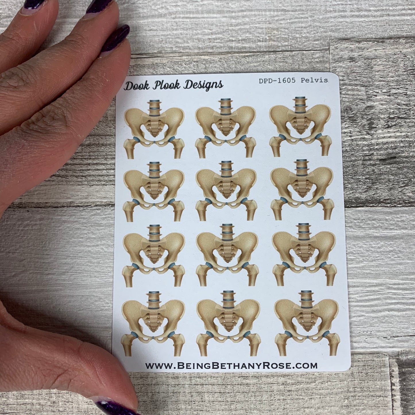 Anatomy Skeleon stickers (skull pelvis spine ribs) stickers (DPD1065)