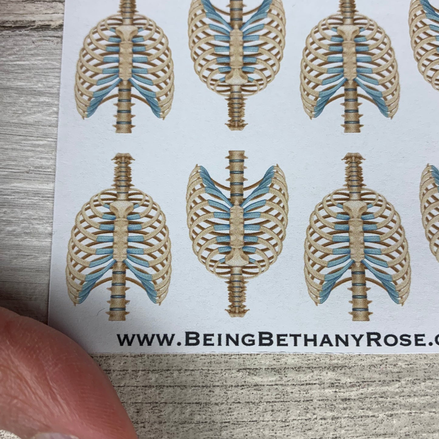 Anatomy Skeleon stickers (skull pelvis spine ribs) stickers (DPD1065)